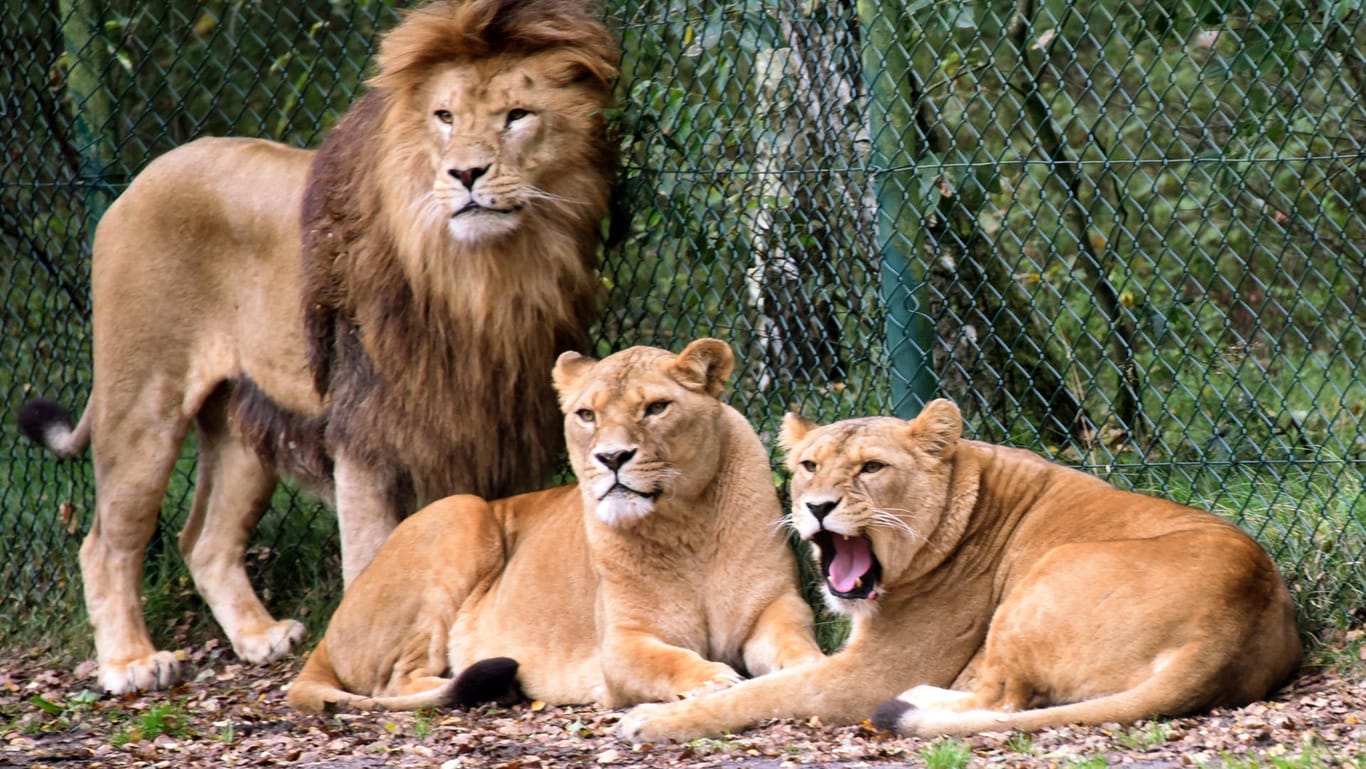 Löwen im Serengeti-Park Hodenhagen: Mitarbeiter reagierten schockiert auf den Angriff am Samstagmorgen, die Gäste bekamen offenbar nichts mit. (Archivfoto)