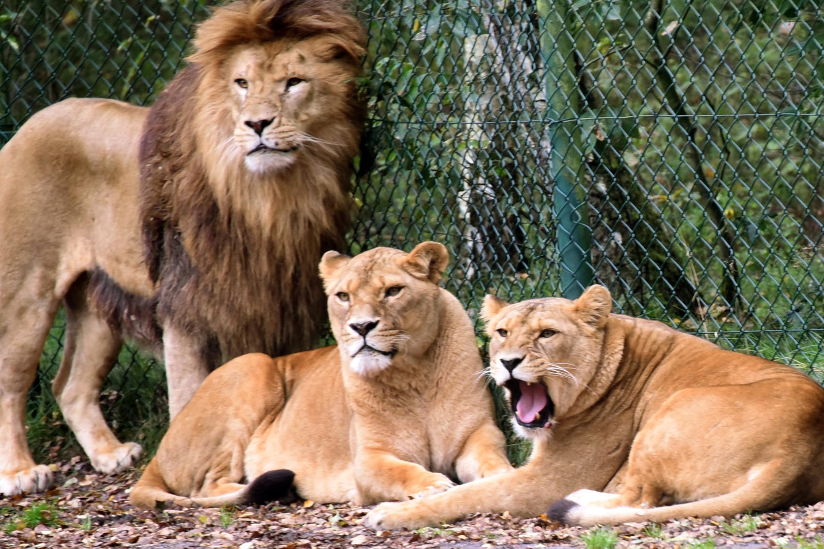 Löwen im Serengeti-Park Hodenhagen: Mitarbeiter reagierten schockiert auf den Angriff am Samstagmorgen, die Gäste bekamen offenbar nichts mit. (Archivfoto)