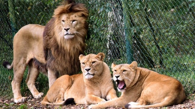 Eine Löwengruppe aufgenommen in einem Löwengehege im Serengeti-Park Hodenhagen.