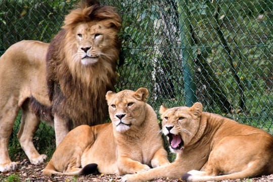 Eine Löwengruppe aufgenommen in einem Löwengehege im Serengeti-Park Hodenhagen.