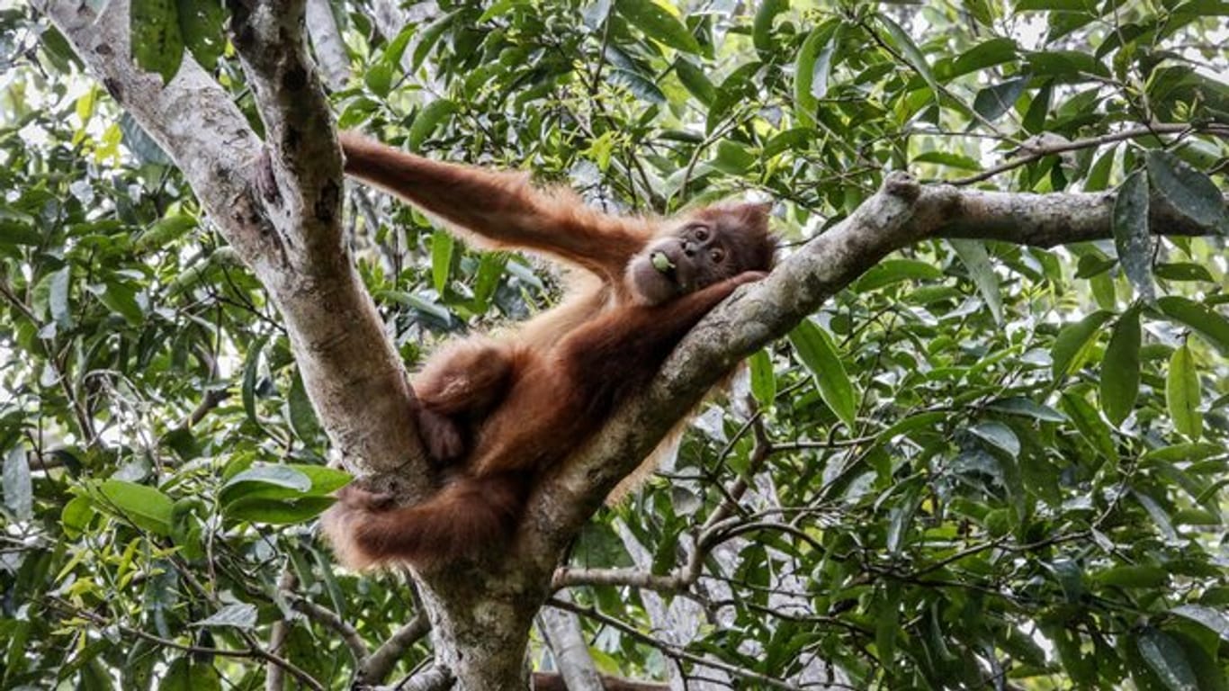 Ein Sumatra-Orang-Utan in einem Schutzgebiet in der indonesischen Provinz Aceh.