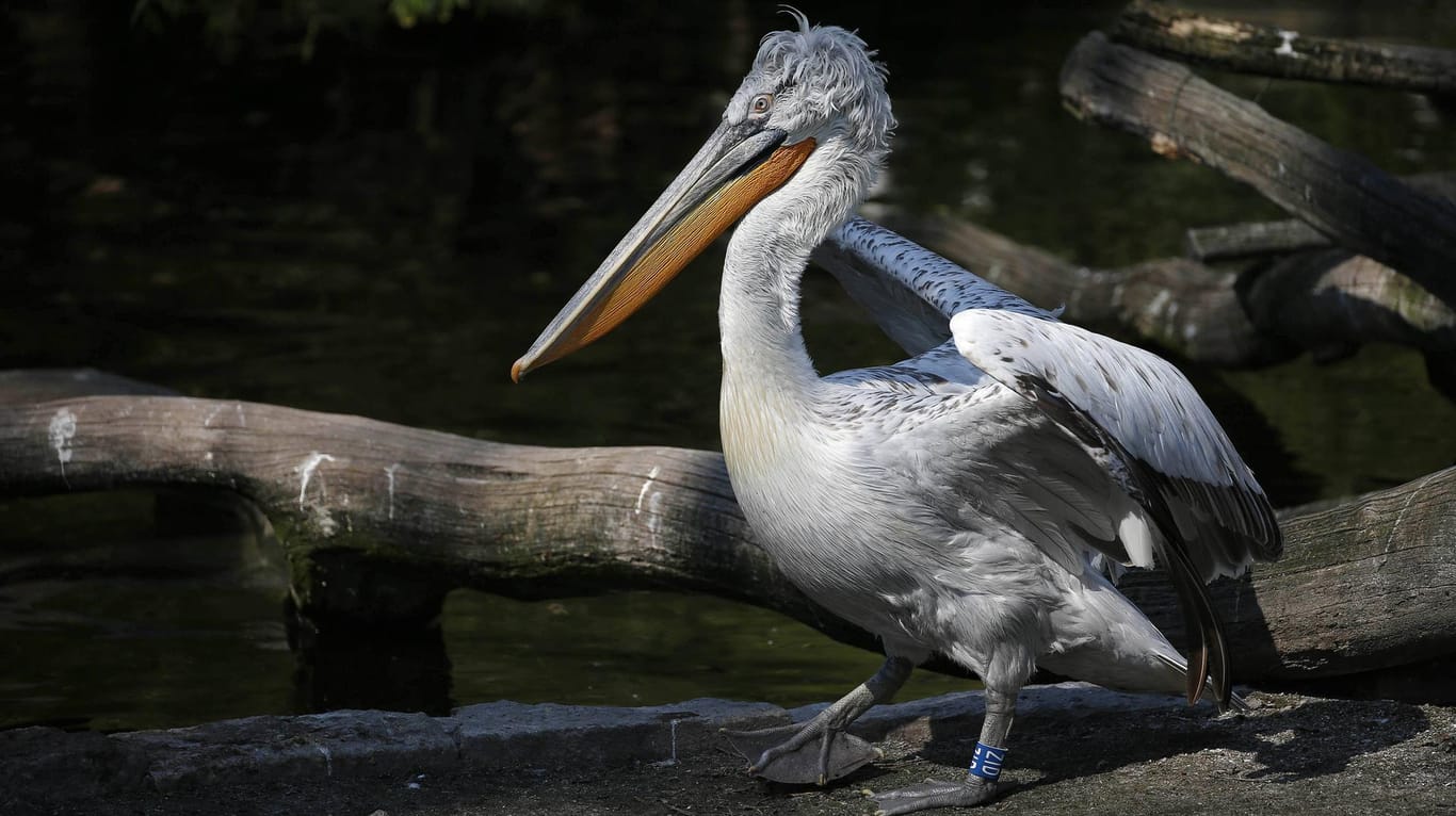 Ein Pelikan (Symbolbild): In Australien hat eine Rentnerin einen der großen Vögel entführt und misshandelt.