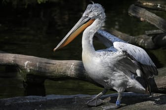 Ein Pelikan (Symbolbild): In Australien hat eine Rentnerin einen der großen Vögel entführt und misshandelt.