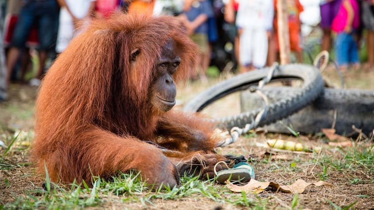 Ein Orangutang in Indonesien: Ein eingesperrter Schimpanse: Das Ausmaß des Artensterbens war in der Geschichte noch nie so groß wie heute, sagen die Autoren. Schuld daran ist der Mensch.