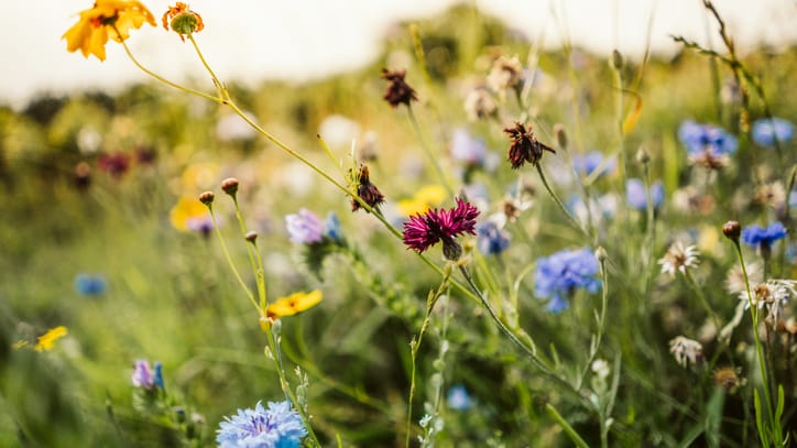 Eine Wiese mit Blumen