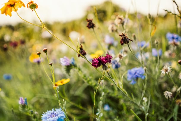 Eine Wiese mit Blumen