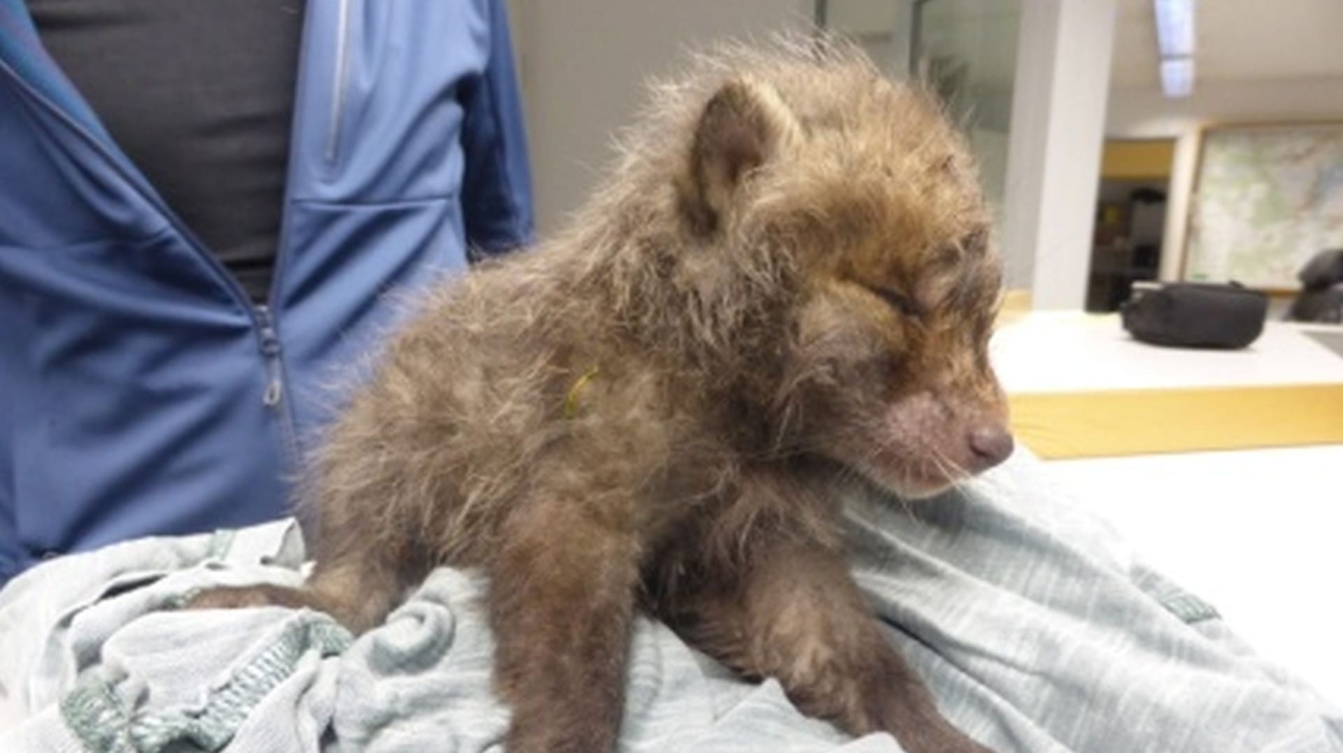 Tierbaby bei der Polizei: Wanderer zogen das kleine Tier klitschnass aus einem Bach.