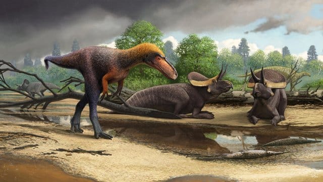 Rekonstruktion des Dinos "Suskityrannus hazelae" aus der Spätkreide im heutigen New Mexico. Rekonstruktion des Dinos "Suskityrannus hazelae" aus der Spätkreide im heutigen New Mexico.