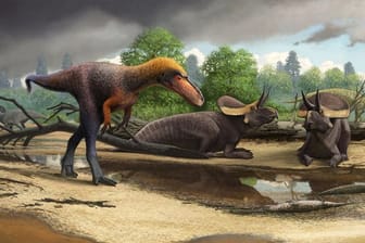 Rekonstruktion des Dinos "Suskityrannus hazelae" aus der Spätkreide im heutigen New Mexico.