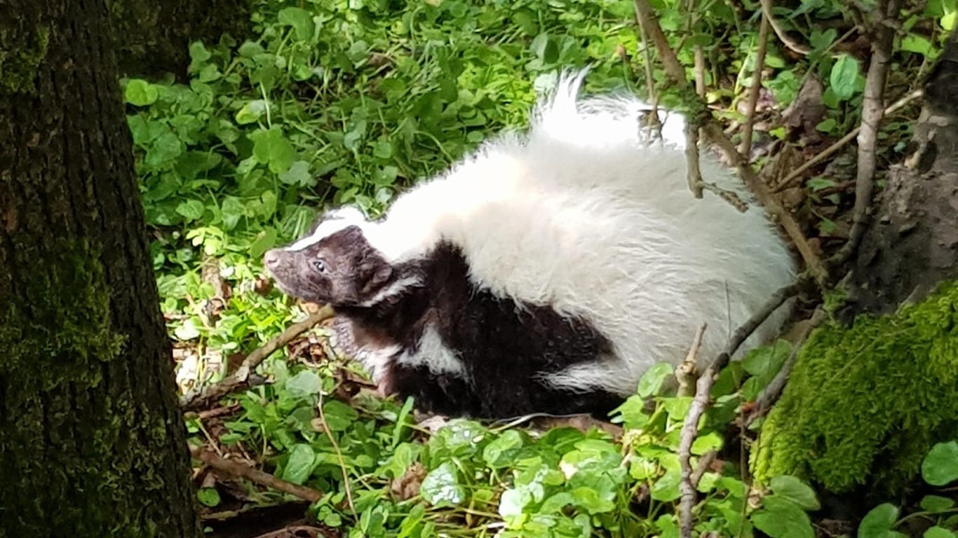 Das Stinktier unter einem Busch: Das Tier wird zurzeit in einer Wildtierauffangstation untersucht und behandelt.
