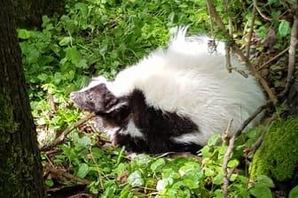 Das Stinktier unter einem Busch: Das Tier wird zurzeit in einer Wildtierauffangstation untersucht und behandelt.