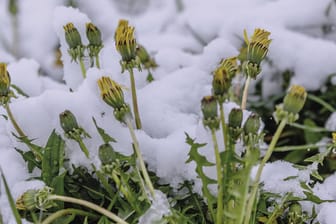 Löwenzahn unter einer dünnen Schneeschicht: Anfang Mai waren die Festivalgäste nicht auf Schnee eingestellt. (Symbolbild)