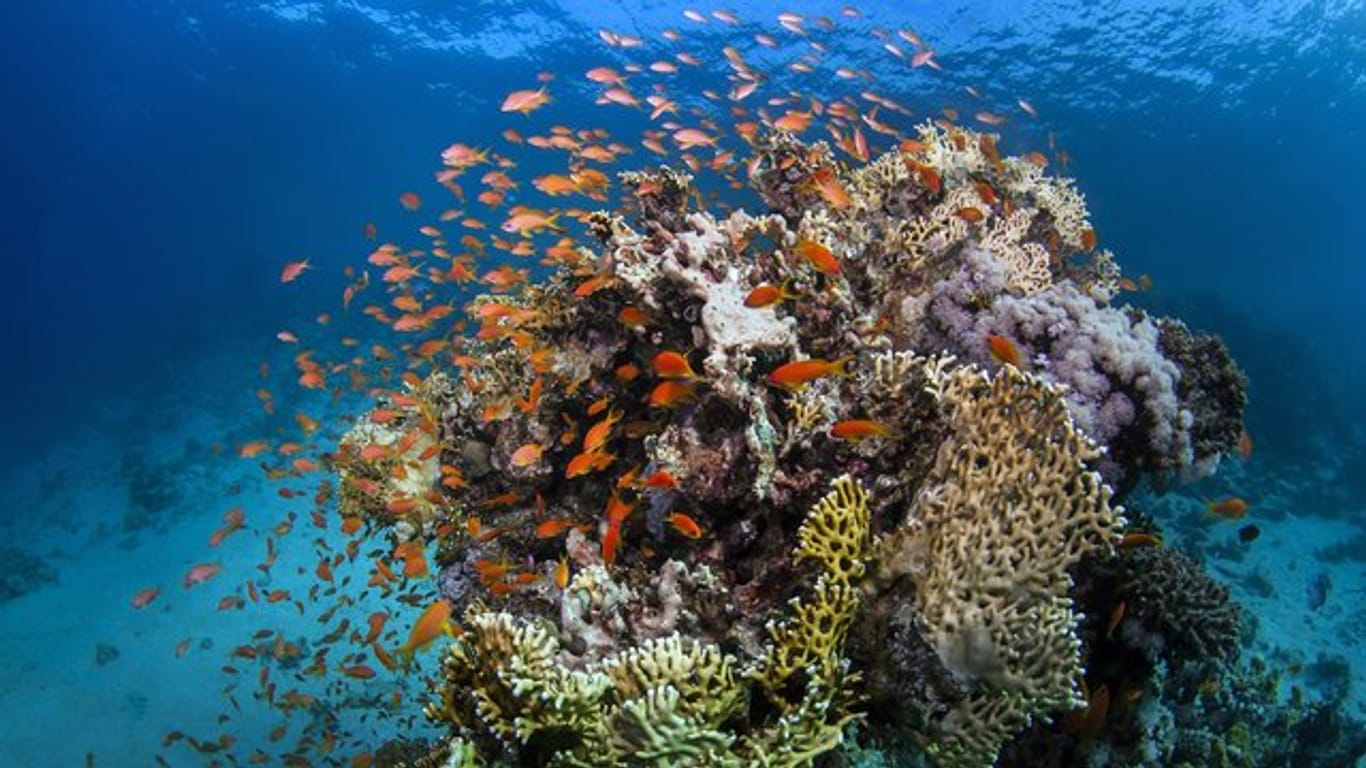 Fische am Great Barrier Reef, einem sehr stark gefährdetem Biotop.