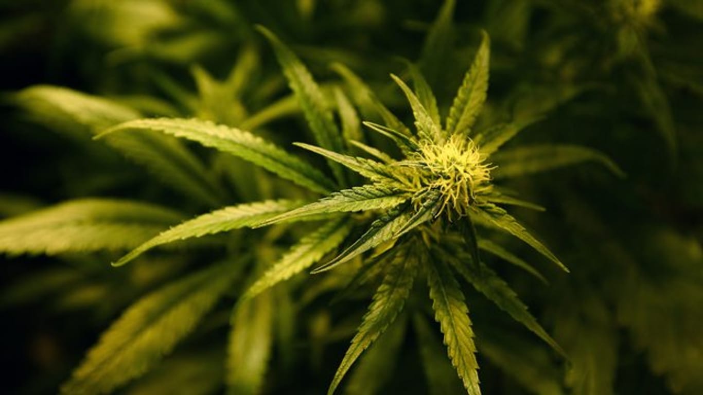 Dresdner Zollfahnder haben Marihuana mit einem Verkaufswert von etwa 2,2 Millionen Euro sichergestellt.