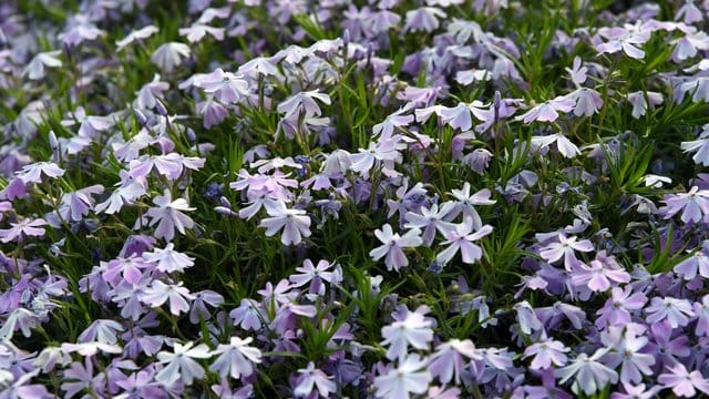 Die Ränder des Polster-Phlox sollten nach der Blüte entfernt werden.