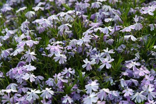 Die Ränder des Polster-Phlox sollten nach der Blüte entfernt werden.