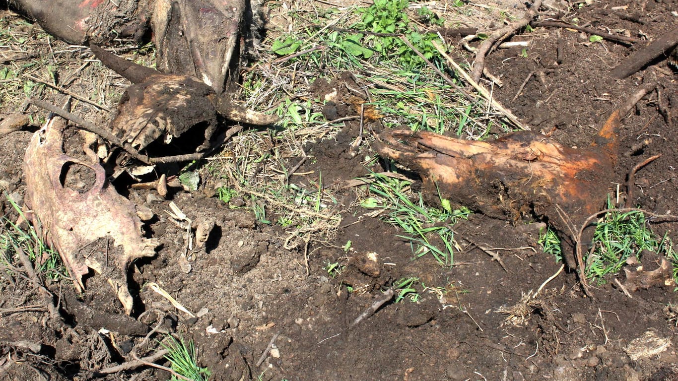 Knochen von Rindern: Auf einer ehemaligen Mülldeponie wurde nun auch noch ein menschlicher Schädel entdeckt.