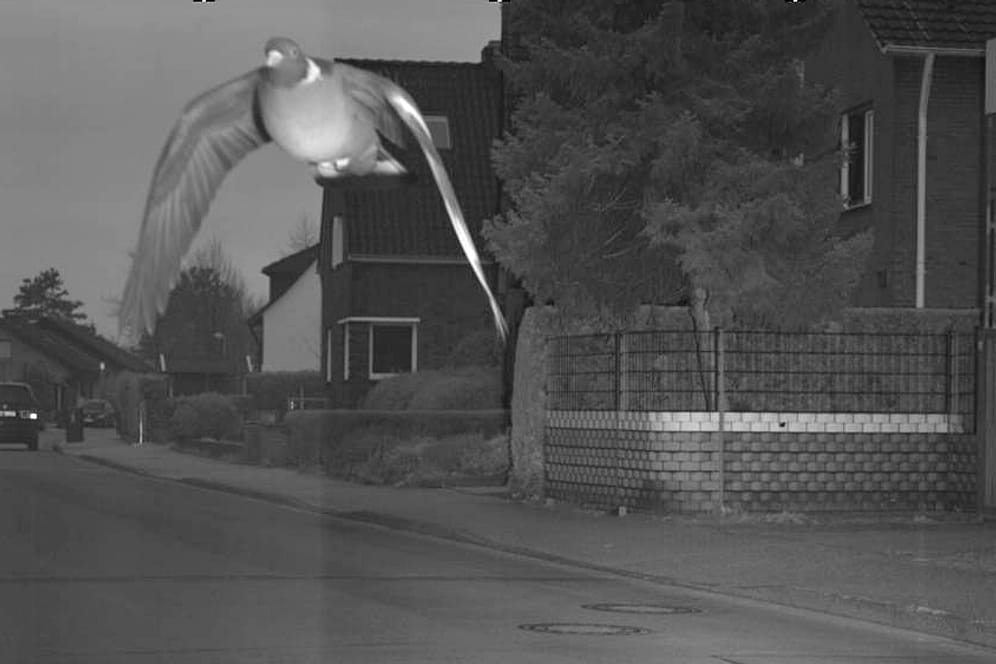 Nordrhein-Westfalen, Bocholt: Das Blitzerfoto eines Geschwindigkeitsmessgerätes zeigt eine Taube.
