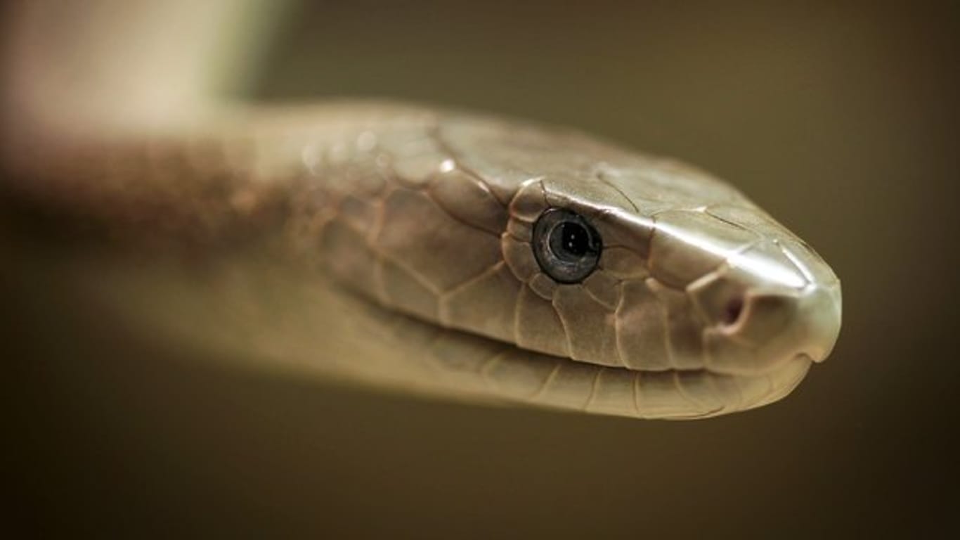 Eine Schwarze Mamba, aufgenommen im Zoo der giftigen Tiere in Eimsheim.