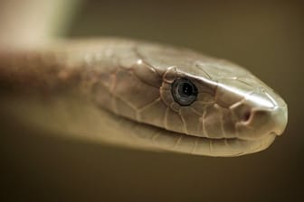 Eine Schwarze Mamba, aufgenommen im Zoo der giftigen Tiere in Eimsheim.