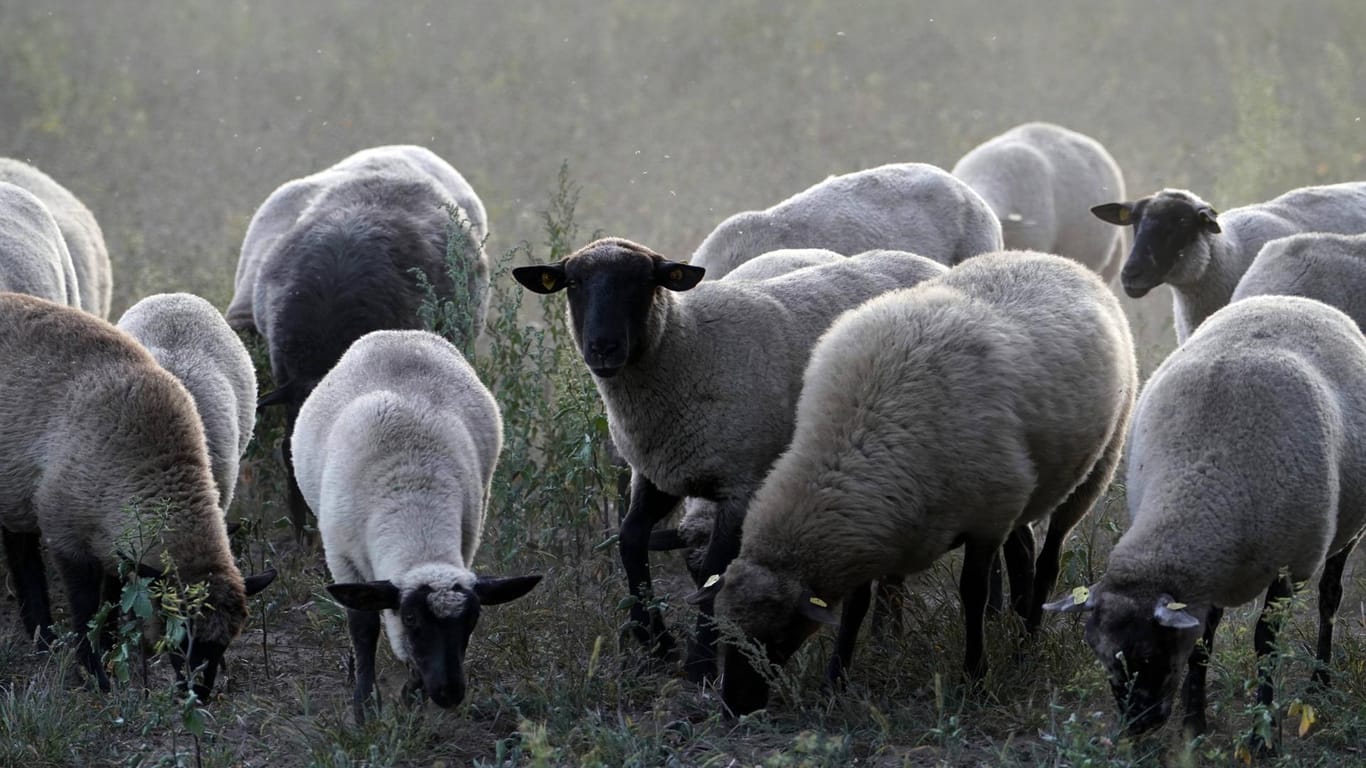 Schafe auf einer Weide: In Frankreich haben Eltern 15 Schafe in einer Schule eingeschrieben.