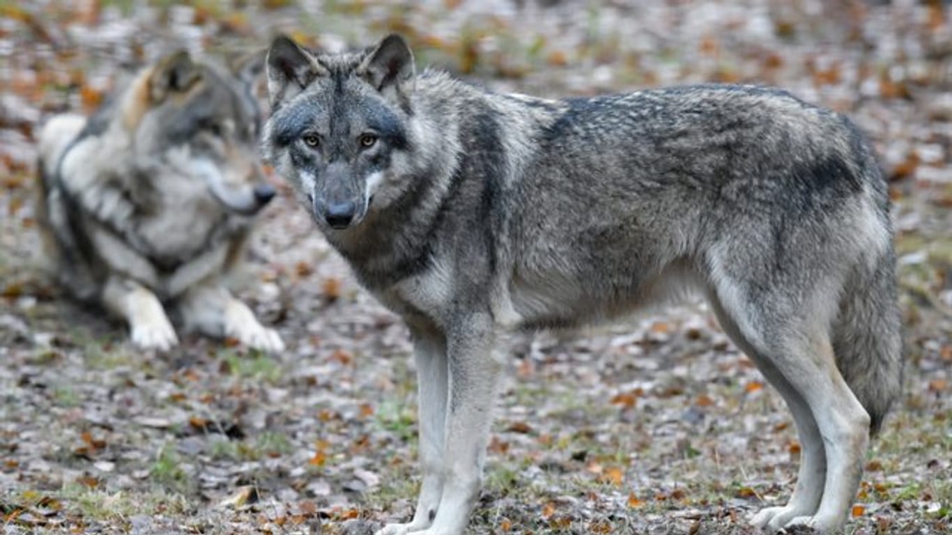Wölfe in einem Gehege des Wildparks Schorfheide.