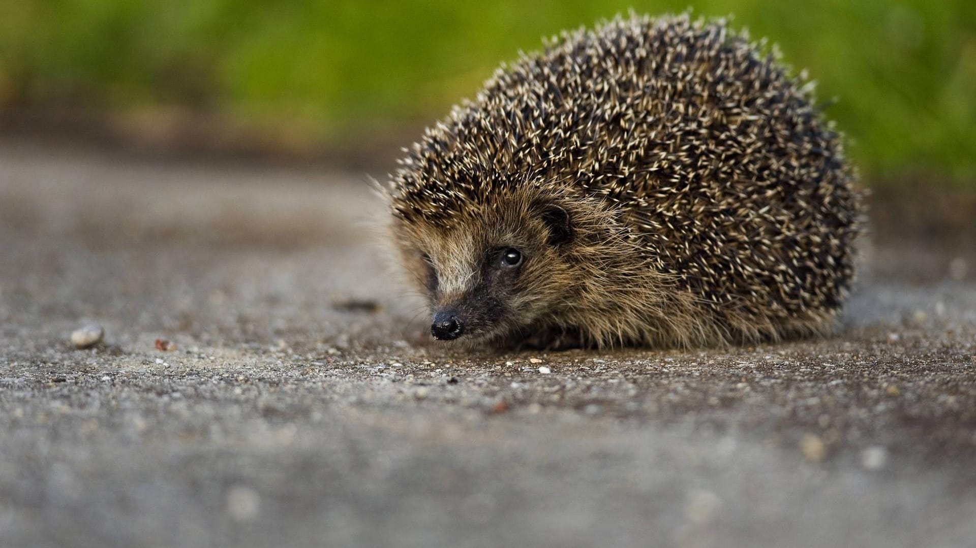 Igel auf einer Straße (Symbolbild): Wegen eines angezündeten Igels hat die Polizei in Nordrhein-Westfalen Ermittlungen aufgenommen.