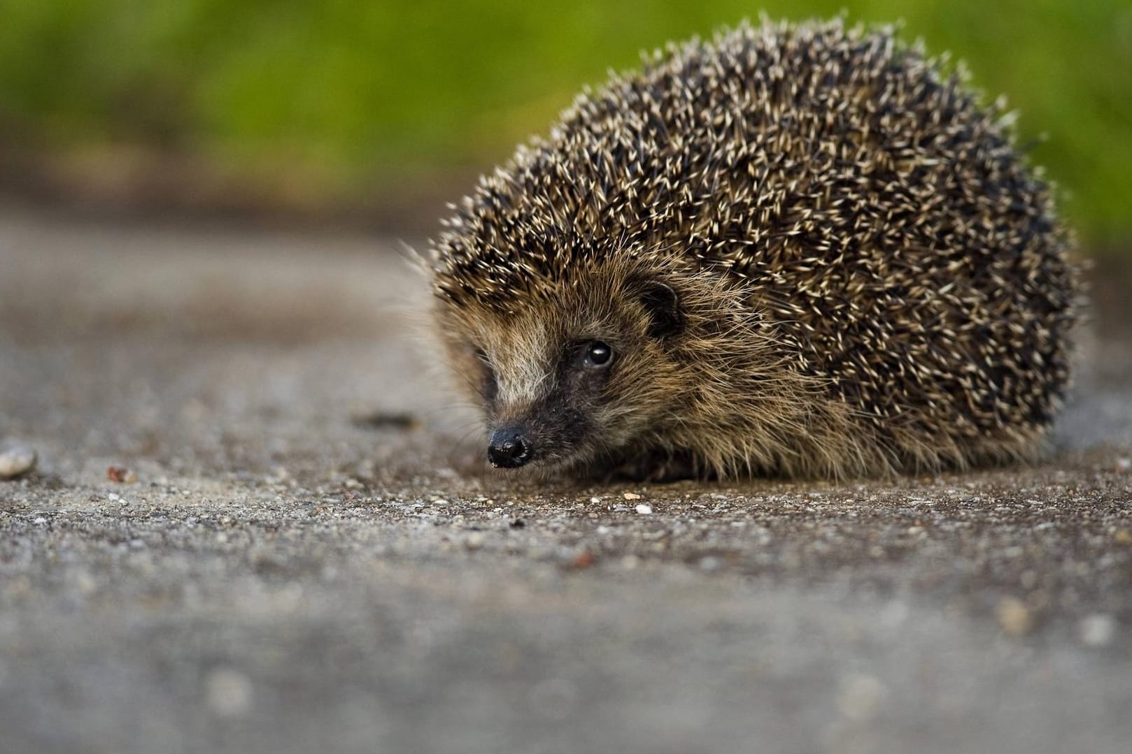 Igel auf einer Straße (Symbolbild): Wegen eines angezündeten Igels hat die Polizei in Nordrhein-Westfalen Ermittlungen aufgenommen.