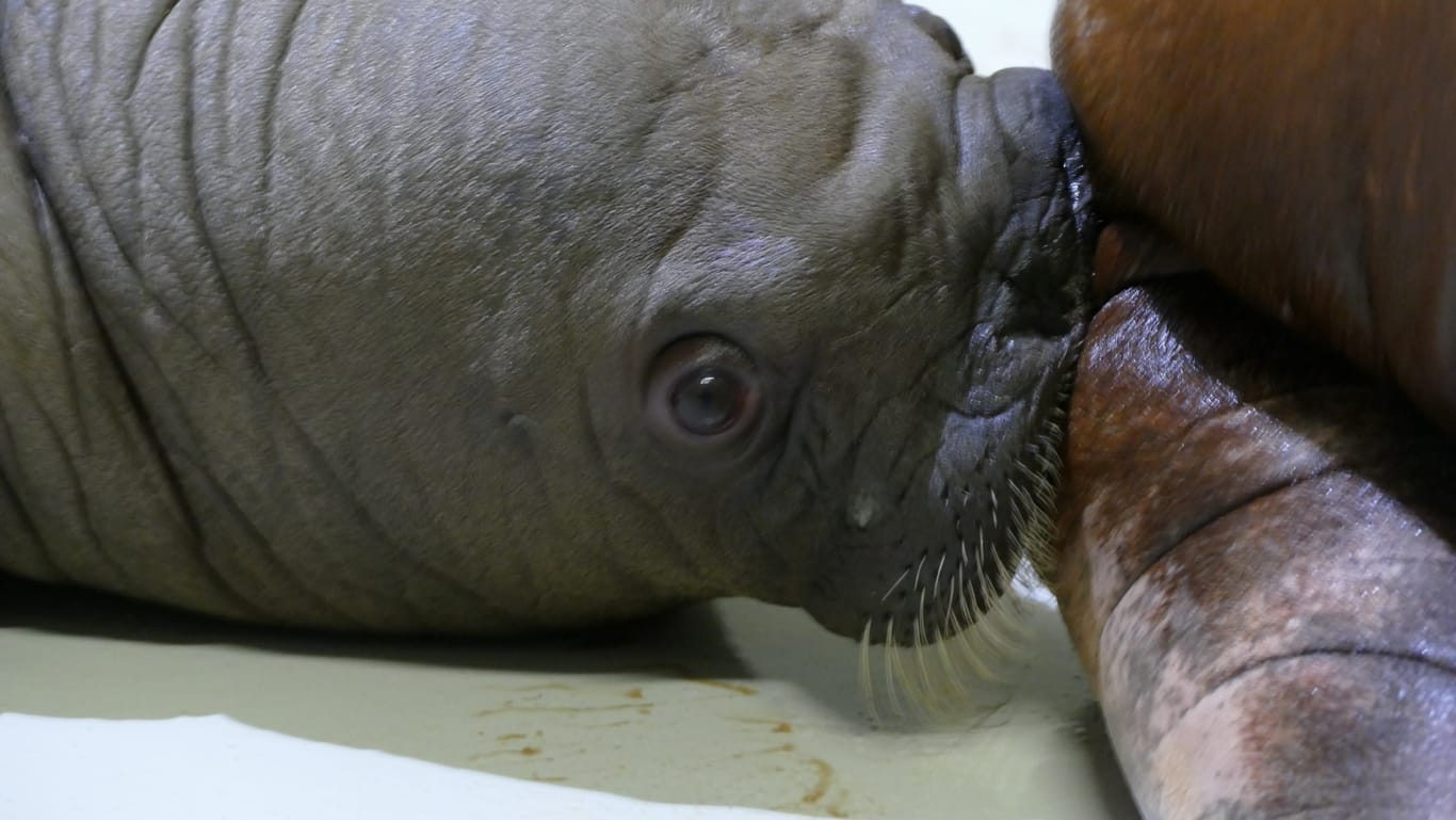 Ein Walross-Baby liegt im Tierpark Hagenbeck: Eigentlich hatte man im Zoo erst Anfang Juni mit der Geburt gerechnet.