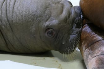 Ein Walross-Baby liegt im Tierpark Hagenbeck: Eigentlich hatte man im Zoo erst Anfang Juni mit der Geburt gerechnet.