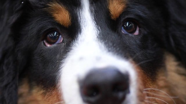 Ein Berner Sennenhund während der Messe "Tierwelt".