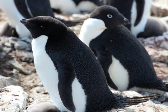 Adeliepinguine auf der subantarktischen Insel "Signy Island".