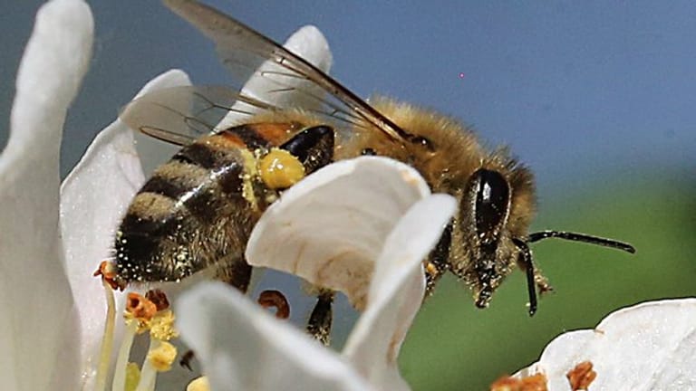 Die Umweltminister der Länder wollen die Bundesregierung zu einer Kampagne für insektenfreundliche Privatgärten bewegen.