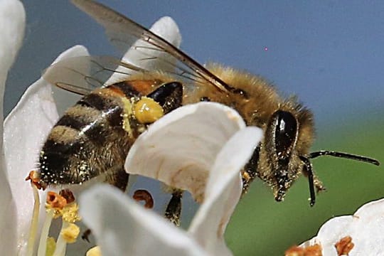 Die Umweltminister der Länder wollen die Bundesregierung zu einer Kampagne für insektenfreundliche Privatgärten bewegen.