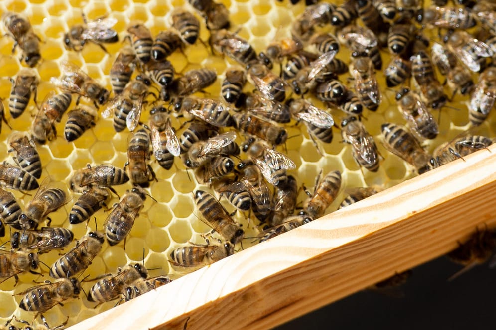 Tote Bienen (Archivbild)