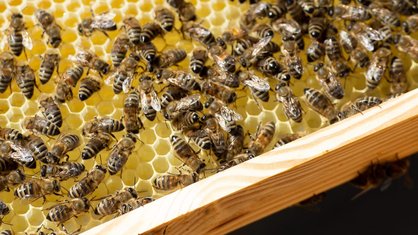 Tote Bienen (Archivbild)