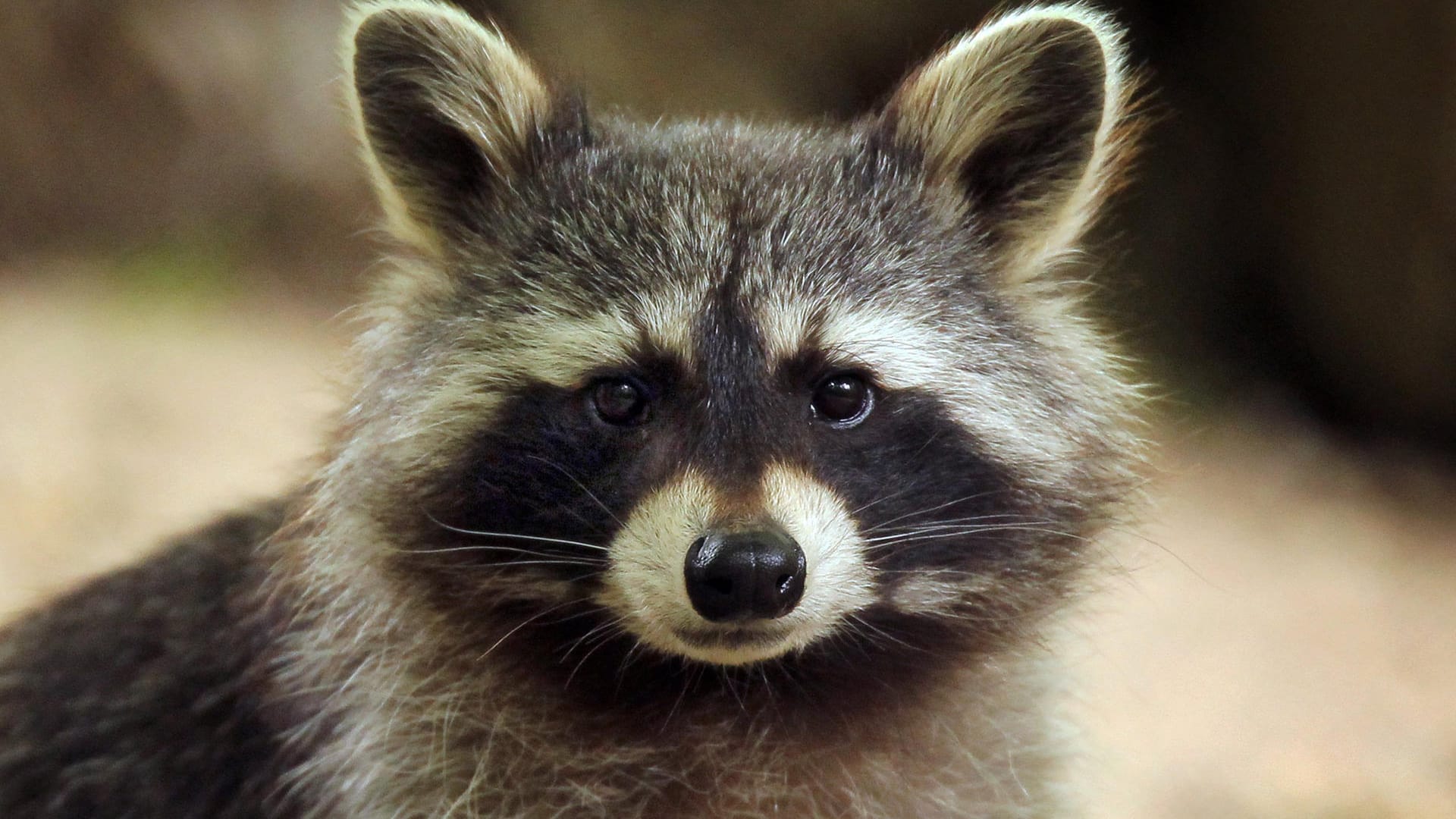 Ein Waschbär: Das Säugetier ist ursprünglich in Nordamerika heimisch.