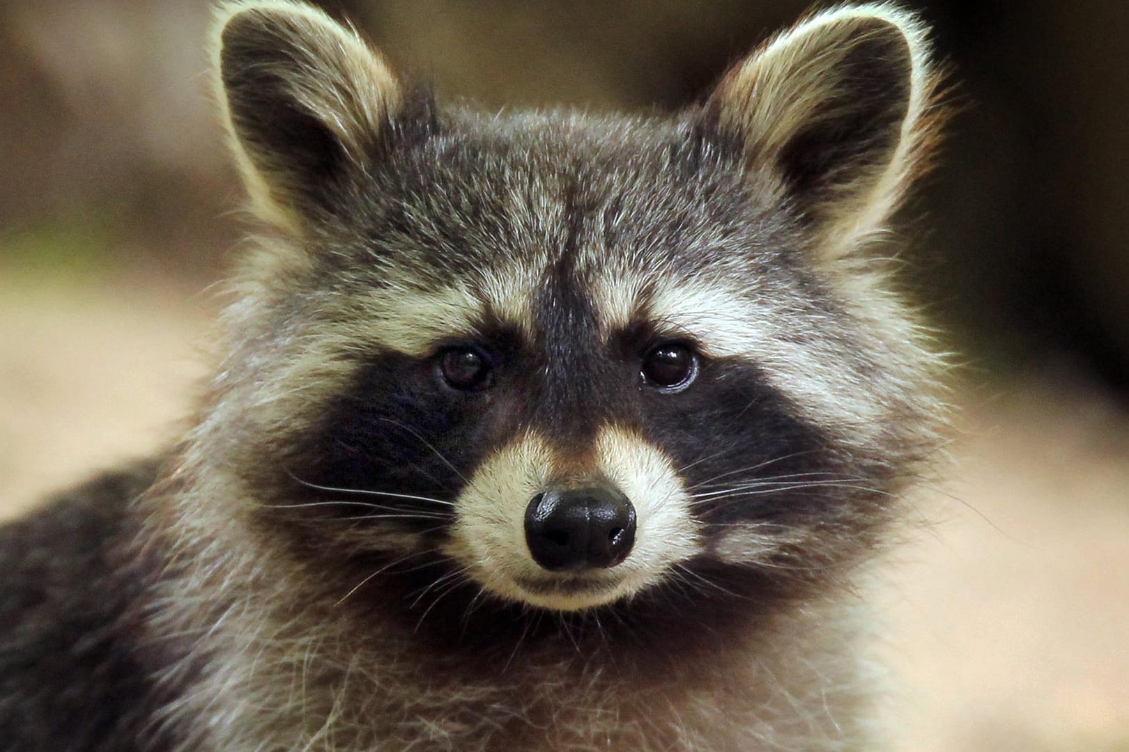 Ein Waschbär: Das Säugetier ist ursprünglich in Nordamerika heimisch.