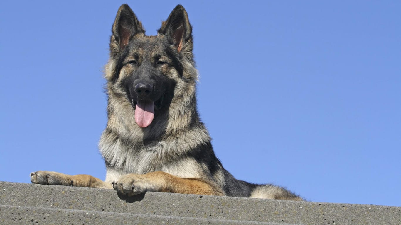 Ein Husky-Schäferhund-Mischling liegt auf einer Mauer (Symbolbild): Der Hund wurde nach dem Vorfall an einen Bekannten der Hundehalterin übergeben.