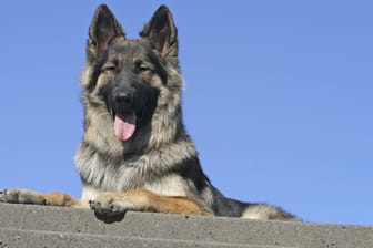 Ein Husky-Schäferhund-Mischling liegt auf einer Mauer (Symbolbild): Der Hund wurde nach dem Vorfall an einen Bekannten der Hundehalterin übergeben.