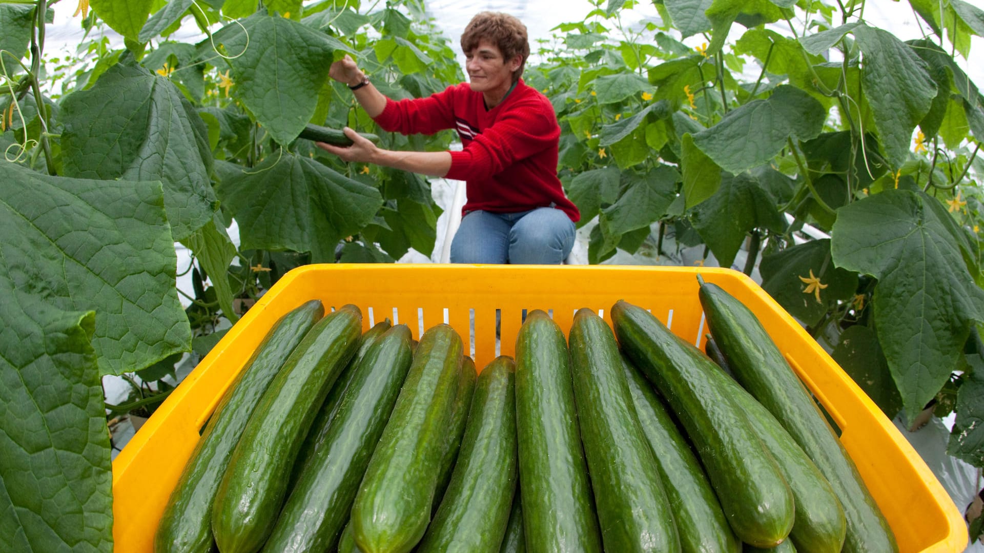 Die Gärtnerin Ute Wollburg erntet Gurken: Bereits seit 2009 abgeschafft, lastet die "Verordnung (EWG) Nr. 1677/88" zum vorgeschriebenen Krümmungsgrad von Salatgurken noch wie ein Fluch auf Brüssel.