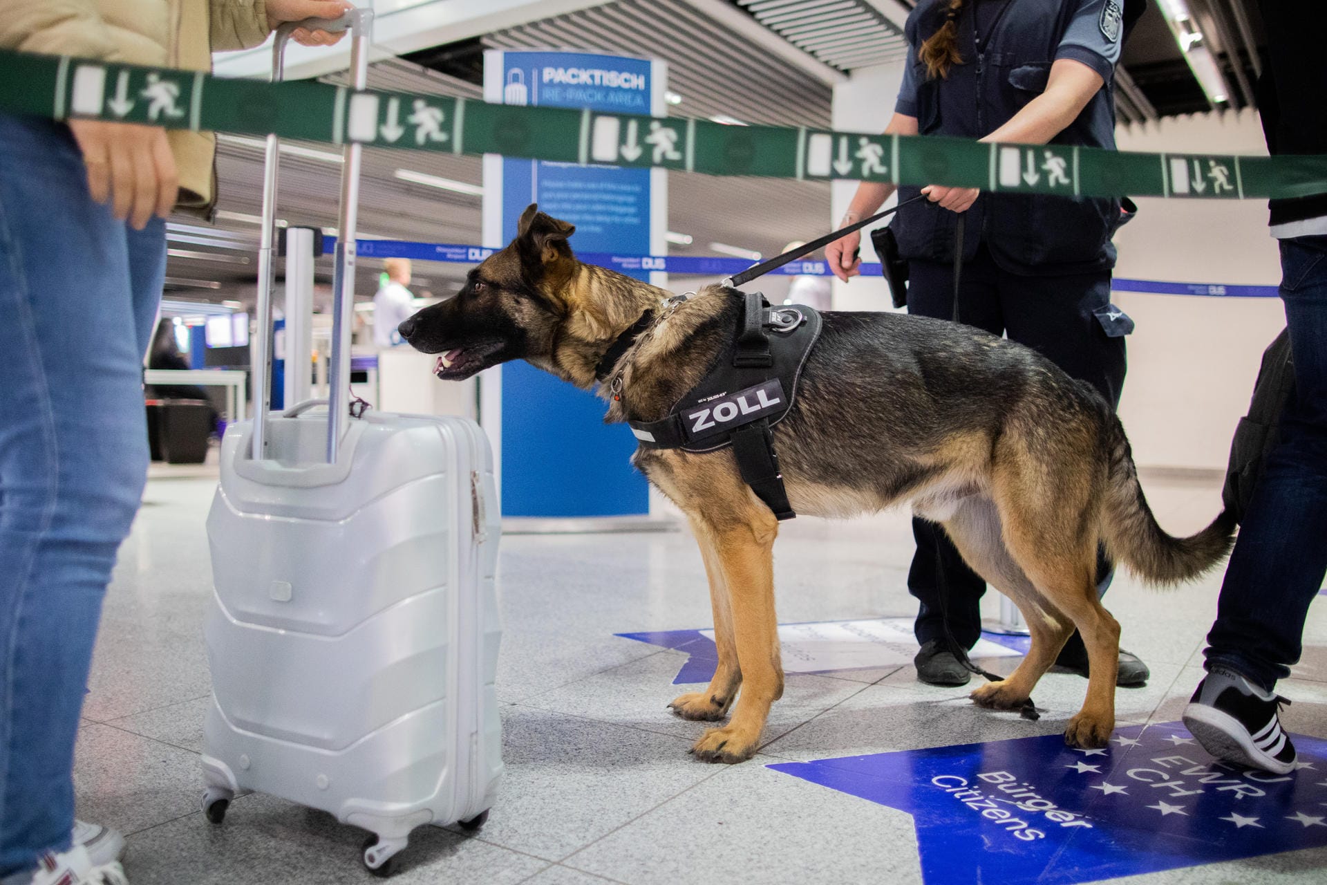 "Luke": Der Zollhund soll am Flughafen große Mengen Bargeld bei Passagieren aufspüren.