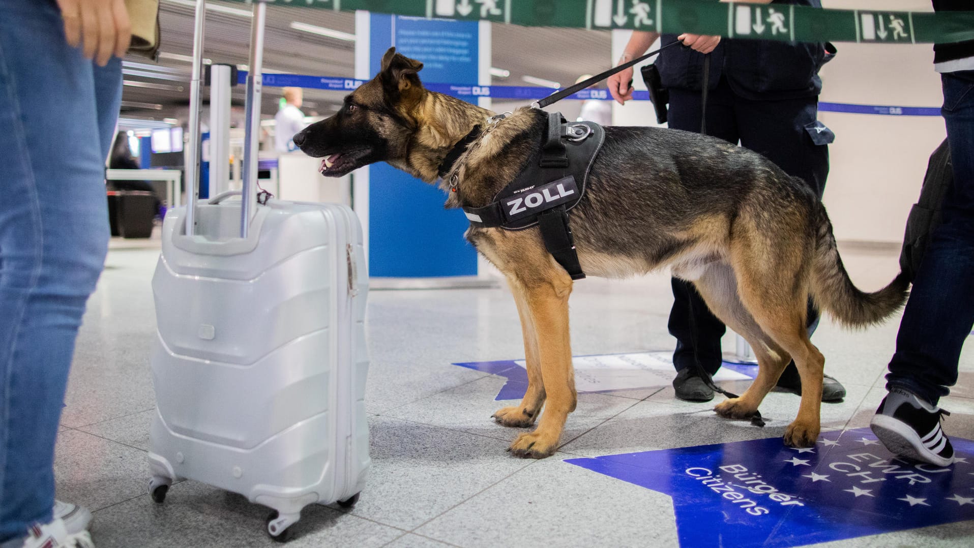 "Luke": Der Zollhund soll am Flughafen große Mengen Bargeld bei Passagieren aufspüren.