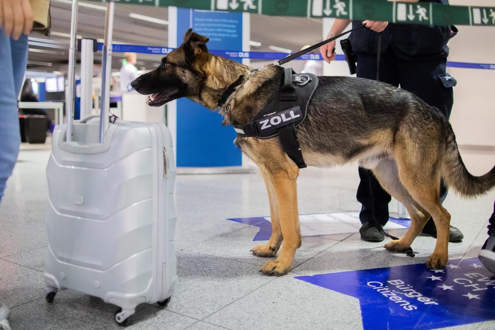 "Luke": Der Zollhund soll am Flughafen große Mengen Bargeld bei Passagieren aufspüren.