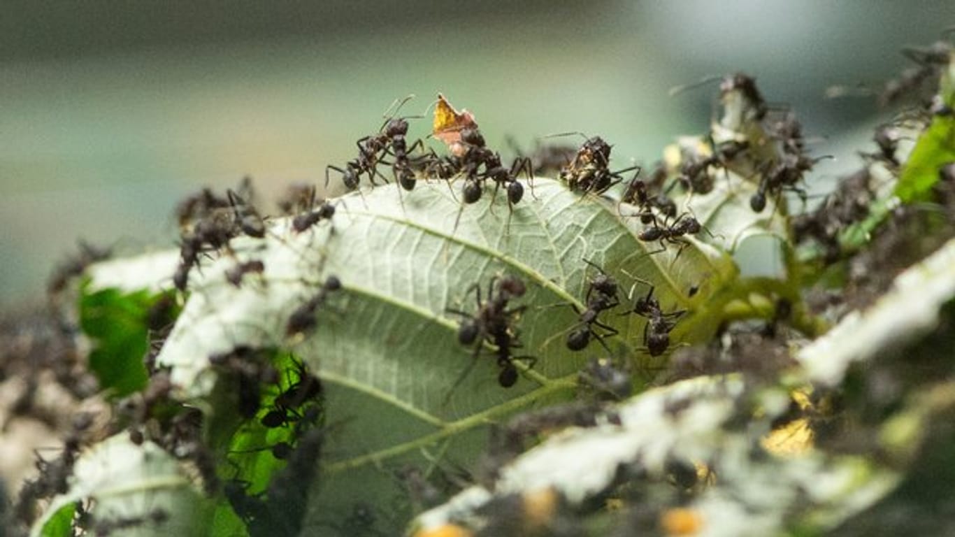 Ameisen treten in großer Zahl auf und werden daher schnell lästig - Hobbygärtner können ihnen aber mit einfachen Mitteln Grenzen setzen.