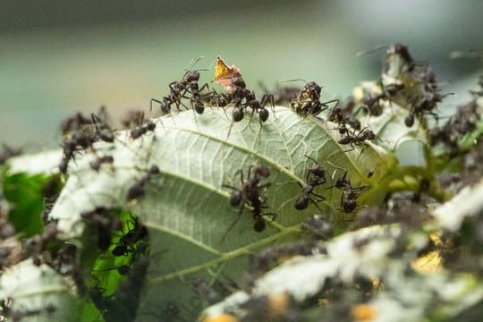 Ameisen treten in großer Zahl auf und werden daher schnell lästig - Hobbygärtner können ihnen aber mit einfachen Mitteln Grenzen setzen.