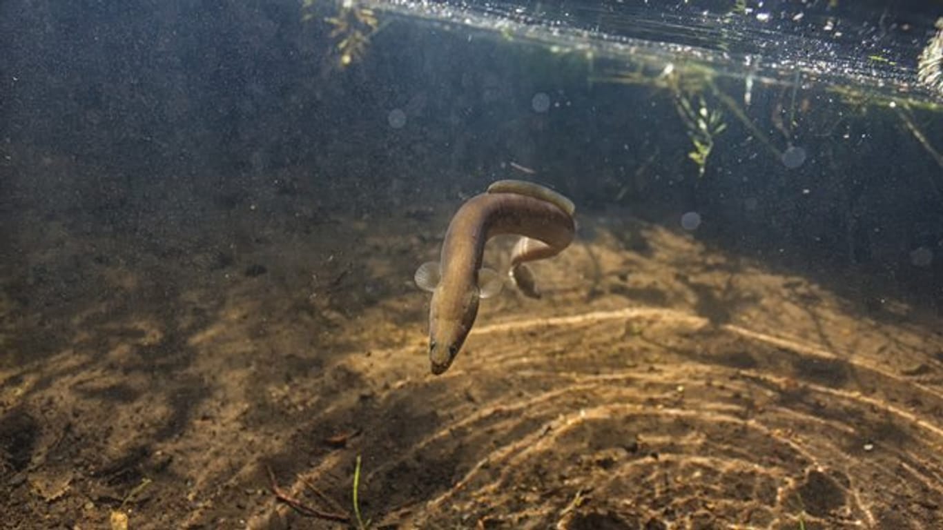 Die Weibchen der vom Aussterben bedrohten Europäischen Aale geben bei ihrer Wanderung eingelagerte, potenziell giftige Schwermetalle an ihre Eier ab.