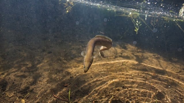 Die Weibchen der vom Aussterben bedrohten Europäischen Aale geben bei ihrer Wanderung eingelagerte, potenziell giftige Schwermetalle an ihre Eier ab. Die Weibchen der vom Aussterben bedrohten Europäischen Aale geben bei ihrer Wanderung eingelagerte, potenziell giftige Schwermetalle an ihre Eier ab.