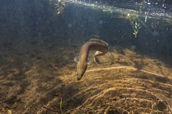 Die Weibchen der vom Aussterben bedrohten Europäischen Aale geben bei ihrer Wanderung eingelagerte, potenziell giftige Schwermetalle an ihre Eier ab.