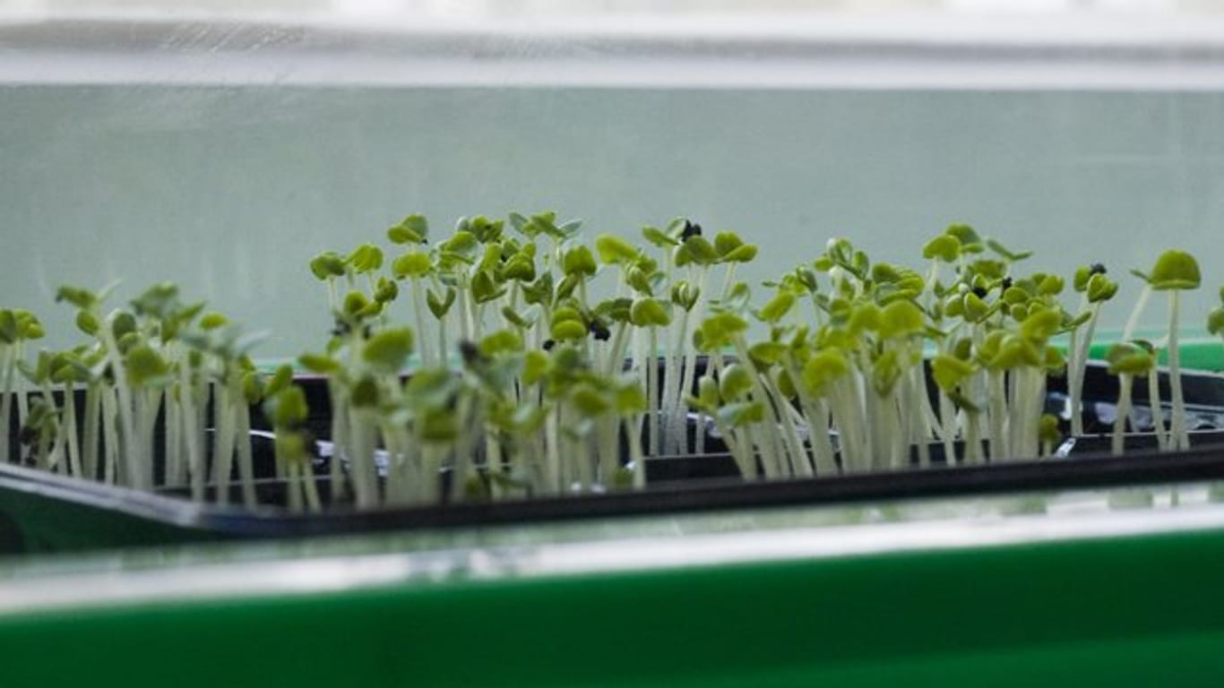 Gemüsepflanzen, die jetzt noch auf der Fensterbank heranwachsen, dürfen bald nach draußen.